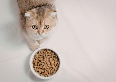 Jak prawidłowo czytać skład karmy dla kota i wybierać karmę naprawdę wysokiej jakości