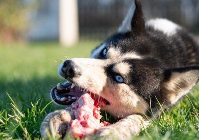 Jak prawidłowo czytać składniki karmy dla psów i wybierać te właściwe
