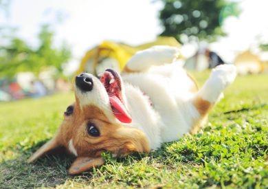 Linienie u psów: Jak sobie z nim radzić i kiedy zmiana karmy okaże się pomocna?