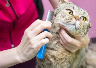 Wiosenne linienie u kotów: Jak zadbać o zdrową sierść i zmniejszyć problemy trawienne