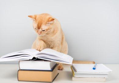 Inteligencja kotów: Czy są naprawdę niezależne, czy po prostu myślą inaczej?