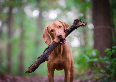 Najczęstsze błędy szkoleniowe popełniane przez właścicieli psów