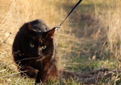 Koty na smyczy: nowy trend w spacerach z kotami i wspólnych wycieczkach