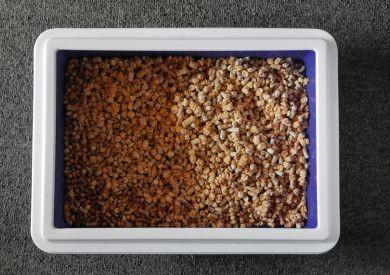 Jak nauczyć kota korzystania z toalety