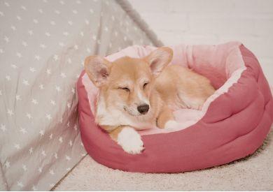 Jak wybrać legowisko dla psa, aby faktycznie z niego korzystał