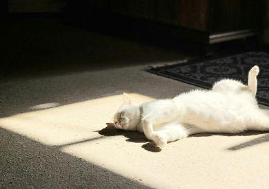 Jak wyposażyć dom dla kota, aby czuł się dobrze w mieszkaniu