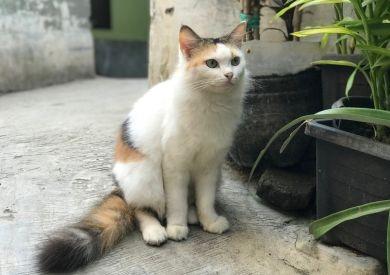 Wiosna i koty: jak zadbać o zdrowie, aktywność i dobre samopoczucie swojego pupila