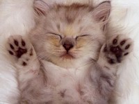 Szczepienia - szczepienia kociąt i dorosłych kotów