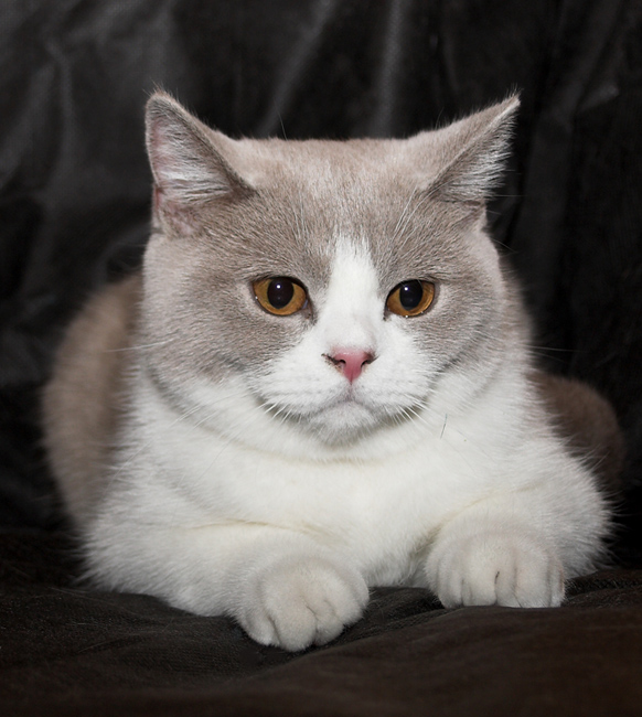 Kot brytyjski krótkowłosy