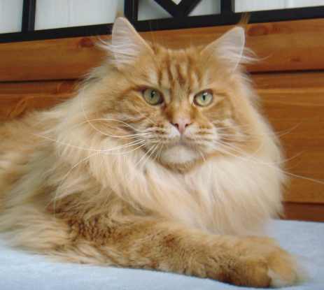 Maine Coon cat