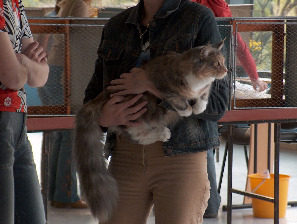 Jak przygotować się na wystawę kotów