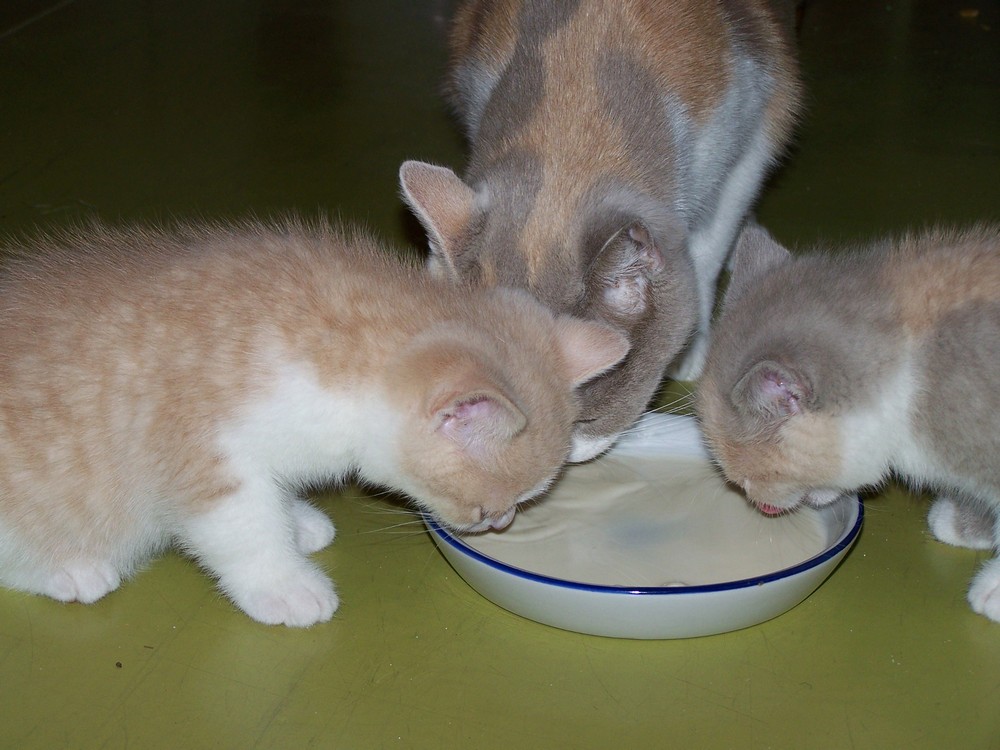 Karmienie przez życie kota