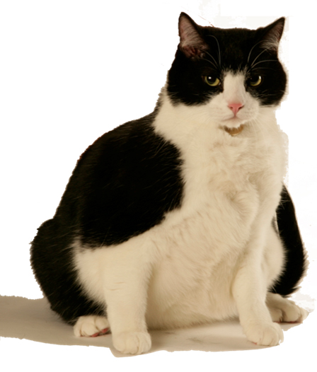 Kto jest odpowiedzialny za epidemię otyłości u zwierząt domowych?