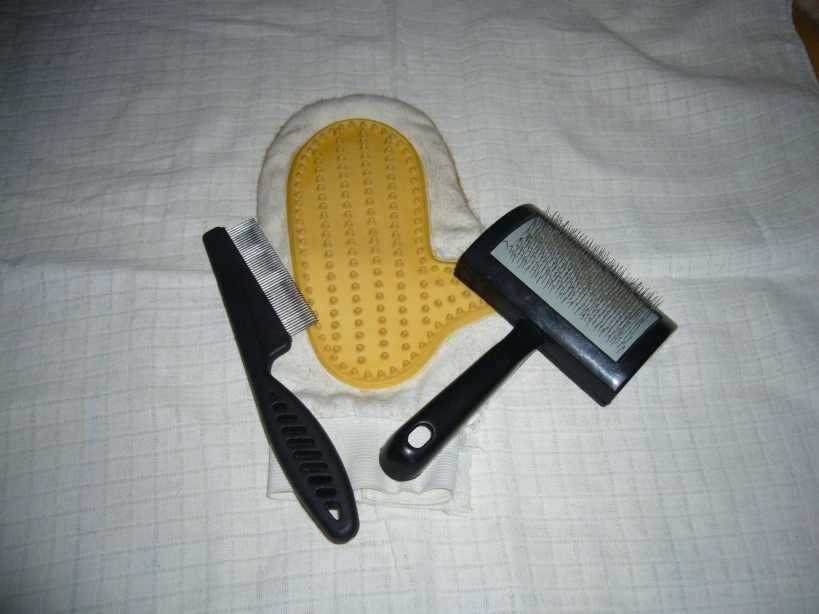 Opieka nad naszym przyjacielem kota