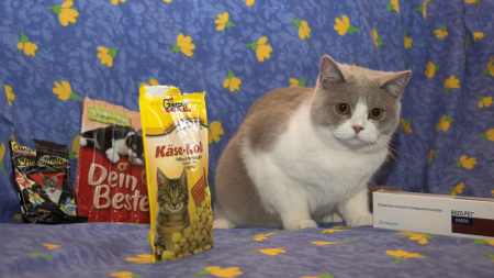 Suplementy diety dla kotów