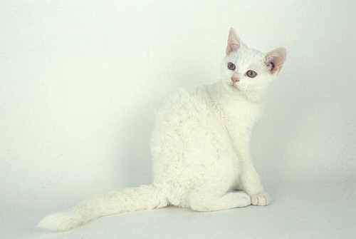 Amerykański szorstki kot