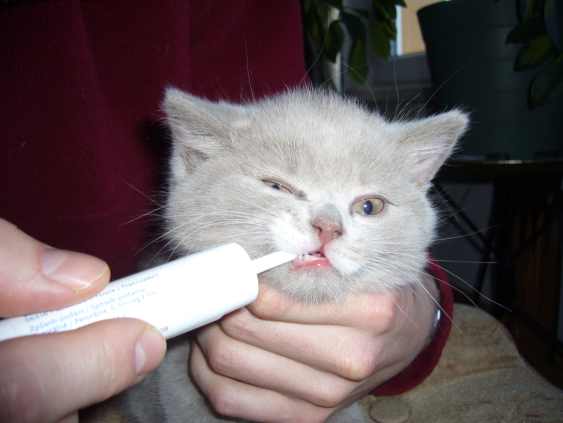 Odrobaczające koty i pasożyty wewnętrzne