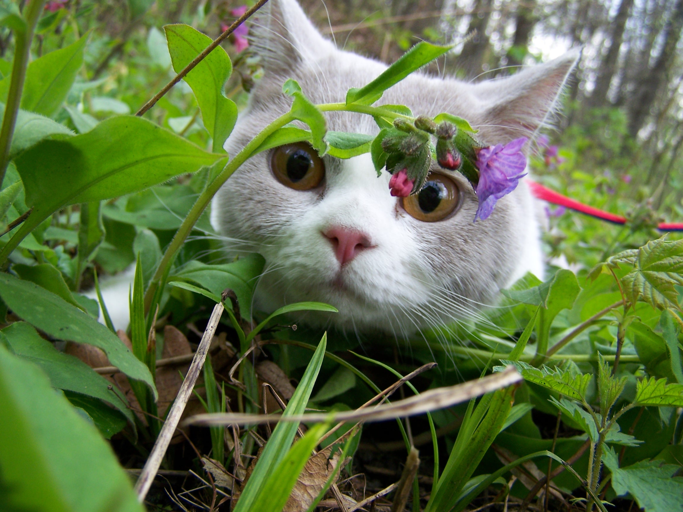 Niebezpieczne rośliny dla kota