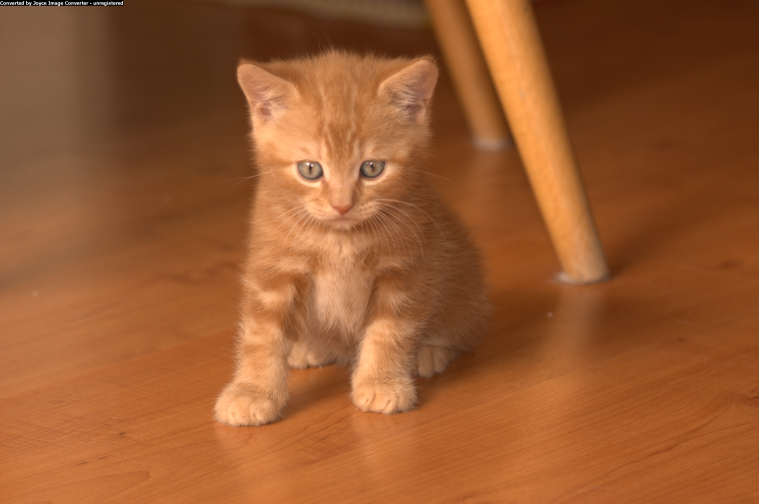 Wybieramy kociaka, czyli jak podjąć właściwą decyzję