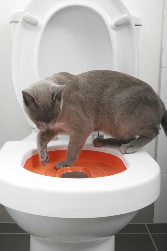 LitterKwitter - pożegnaj się z kotem!