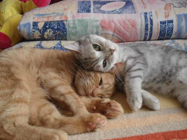 Starszy kot i nowo przybyły kotek