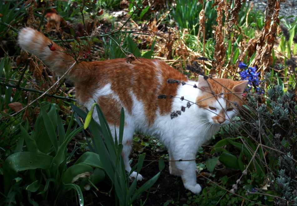 FIP - zakaźne zapalenie otrzewnej