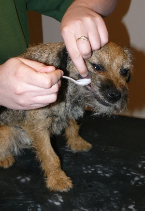 Zatrucie psów i kotów