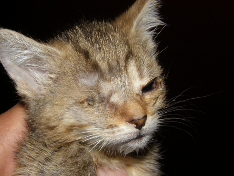 ŻYCIE - mały wielki wojownik