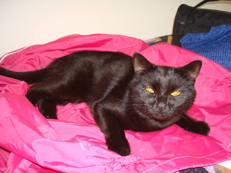 Jak Felinoterapia pomaga mi ...