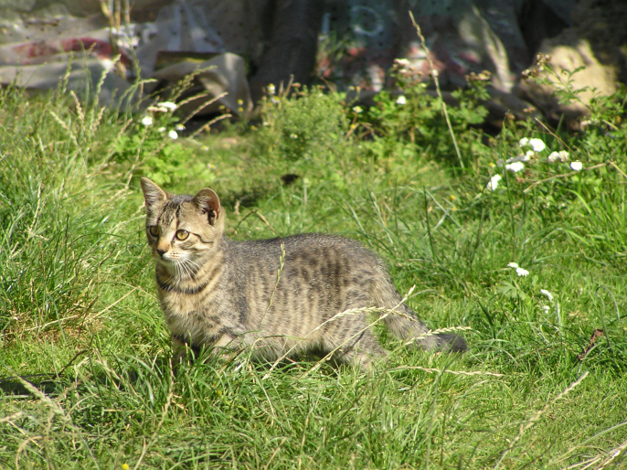 Młodzi ludzie pomagają schroniskom w korzystaniu z koncertów