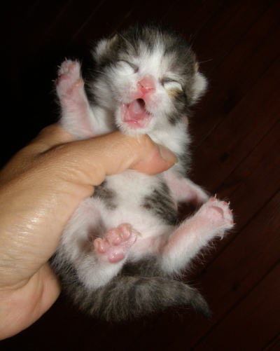 Smażony kot na kwaśnym