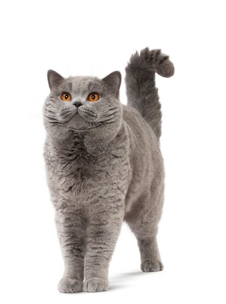 3 popularne mity na temat żywienia psów i kotów