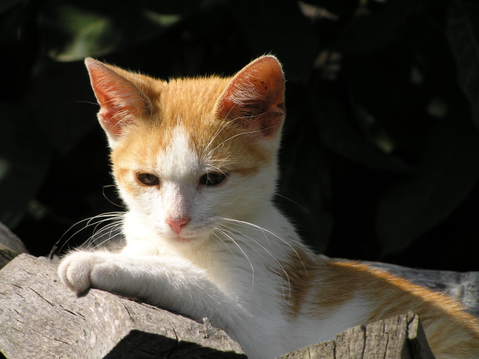 Opieka stomatologiczna i stomatologia zachowawcza u psów i kotów