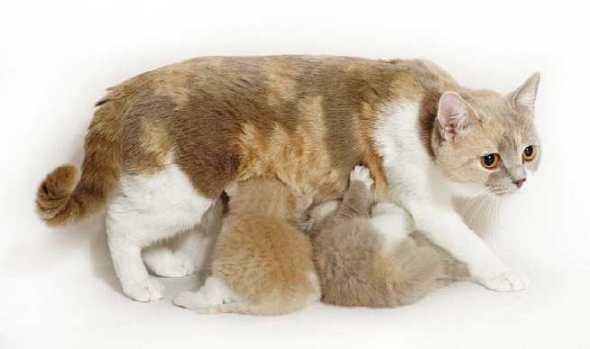 Różnice w karmieniu kotów i kotów