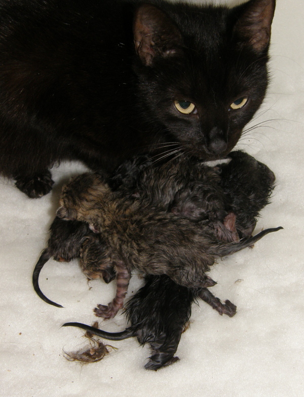 Wspieraj program kastracyjny