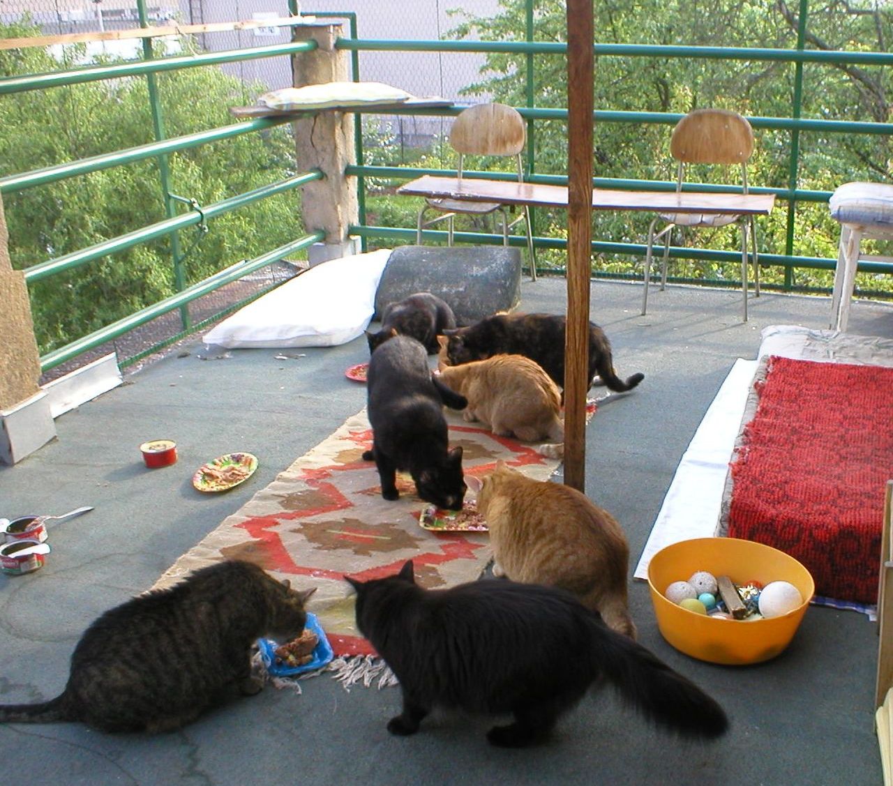 Stowarzyszenie obywatelskie KOČIČÍ HOPE