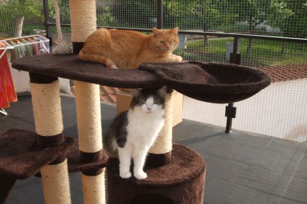 O.S. Serce dla kotów