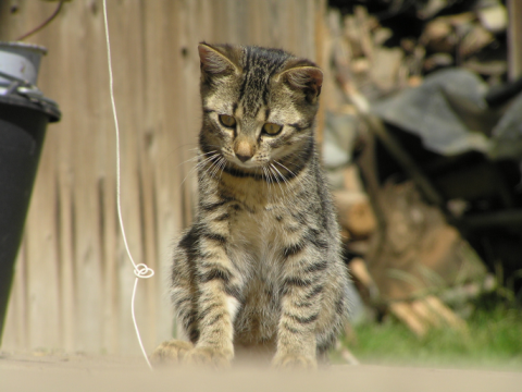 Objawy chorób u kotów