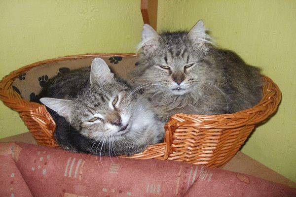 Biedronka i Merlinek