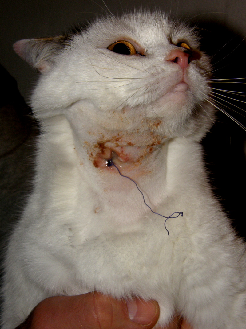 KIKI lub bajka o ludzkiej dłoni