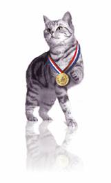 Wybierz bohatera zwierząt, który chwyta Cię za serce