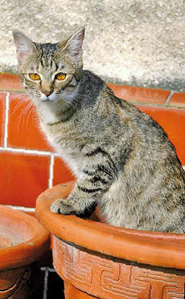 Koty witają wiosnę