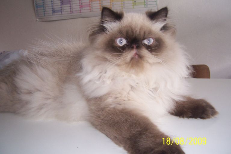 Codzienny reżim kotów