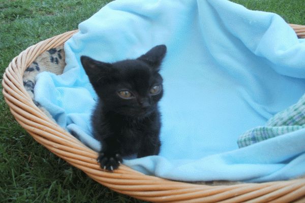 Historia dotkniętego kota Agatki ze Slany