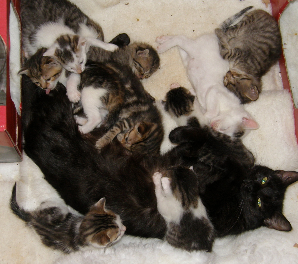 KOCIĘTA ARTYKUŁY OGŁASZA PRZYJAZD!