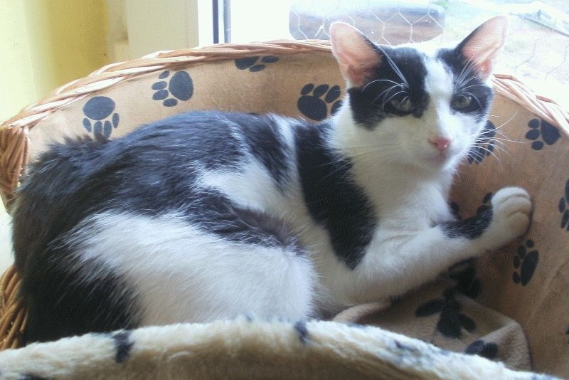 Niezwykły los kota Puntíčka