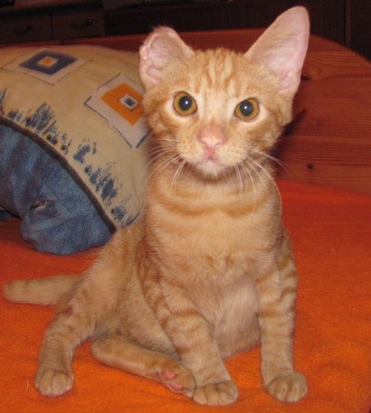 Lion Cub - Lion Heart