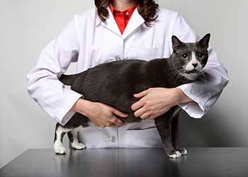 Przed poszukaniem lekarza zwierząt & # 8230;