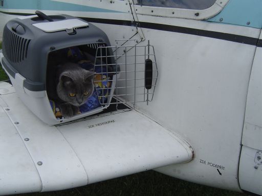 Podróż z kotem za granicę - co jest potrzebne?