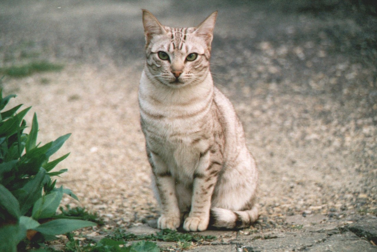 Toksokaroza nie jest toksoplazmozą